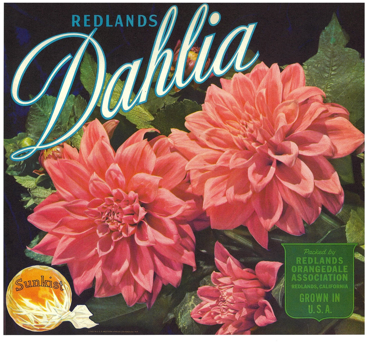 『Dahlia』 広告 ラベル アメリカ オリジナル [2817]