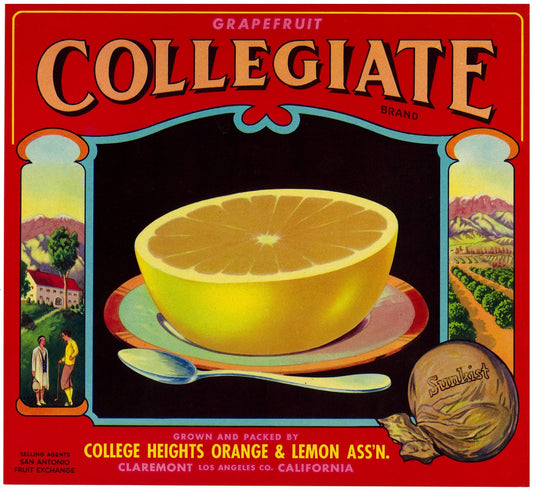『COLLEGIATE』 広告 ラベル アメリカ オリジナル [2831]