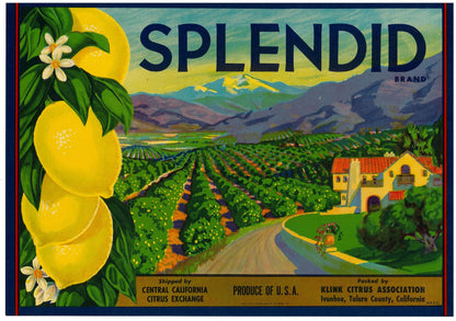 『SPLENDID』 広告 ラベル アメリカ オリジナル [2950]